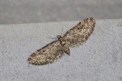Eupithecia annulata
