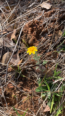 Pseudobahia heermannii