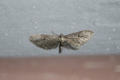 Eupithecia annulata