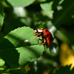 Harmonia axyridis