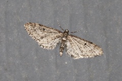 Eupithecia annulata