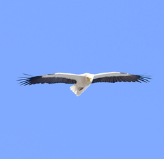 Neophron percnopterus