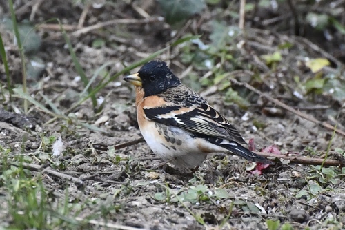 Pinzón real (Fringilla montifringilla)