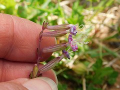 Silene colorata