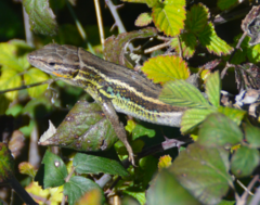 Psammodromus algirus