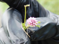 Trifolium tomentosum
