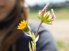 Calendula arvensis