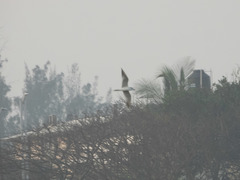 Gelochelidon nilotica