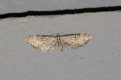 Eupithecia annulata