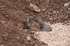 Thomomys umbrinus