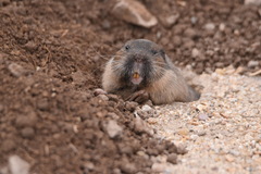 Thomomys umbrinus