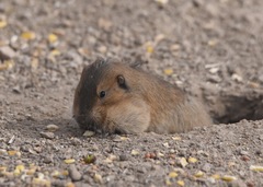 Thomomys umbrinus