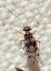 Propsocus pulchripennis