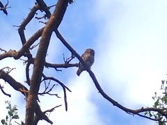 Glaucidium