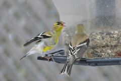 Spinus tristis tristis