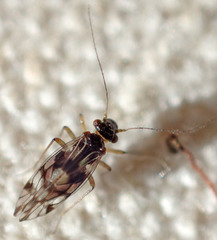 Propsocus pulchripennis