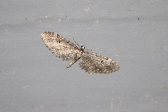 Eupithecia annulata