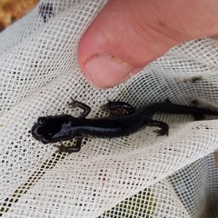 Plethodon chattahoochee