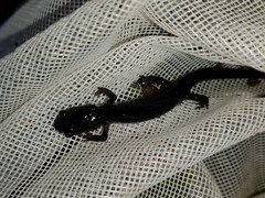 Plethodon chattahoochee