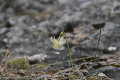 Narcissus triandrus pallidulus