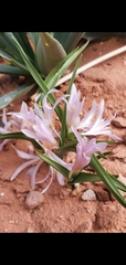 Colchicum ritchii