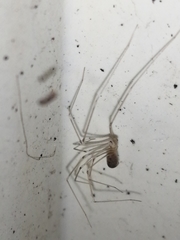 Pholcus phalangioides