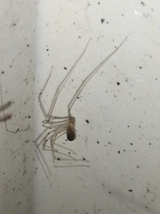 Pholcus phalangioides