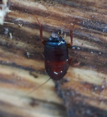 Parcoblatta americana