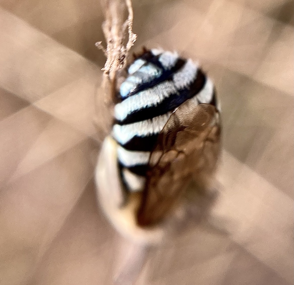 Amegilla chlorocyanea
