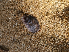 Brachidontes