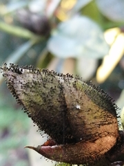Melanommataceae