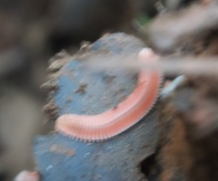 Brachycybe rosea