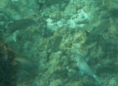 Actinopterygii