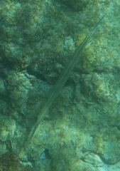 Aulostomus maculatus