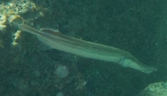 Aulostomus maculatus