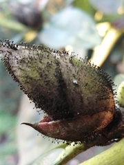 Melanommataceae