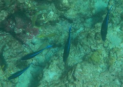 Acanthurus coeruleus