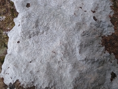 Phlyctis petraea