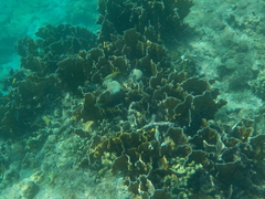 Millepora squarrosa