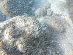 Macrorhynchia philippina