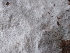 Phlyctis petraea