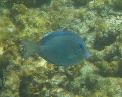 Acanthurus coeruleus