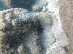 Macrorhynchia philippina