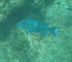 Acanthurus coeruleus