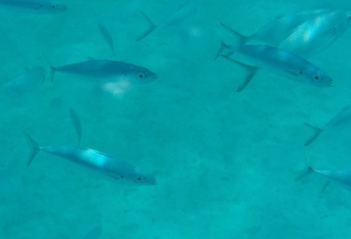 Arumau (Decapterus macarellus) — Carangidae — 3