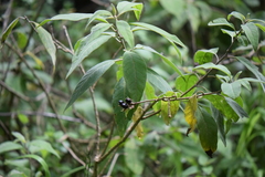 Cestrum roseum