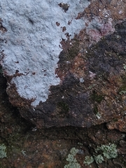 Phlyctis petraea