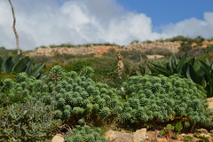 Euphorbia dendroides