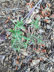 Caulanthus lasiophyllus