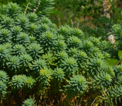 Euphorbia dendroides
